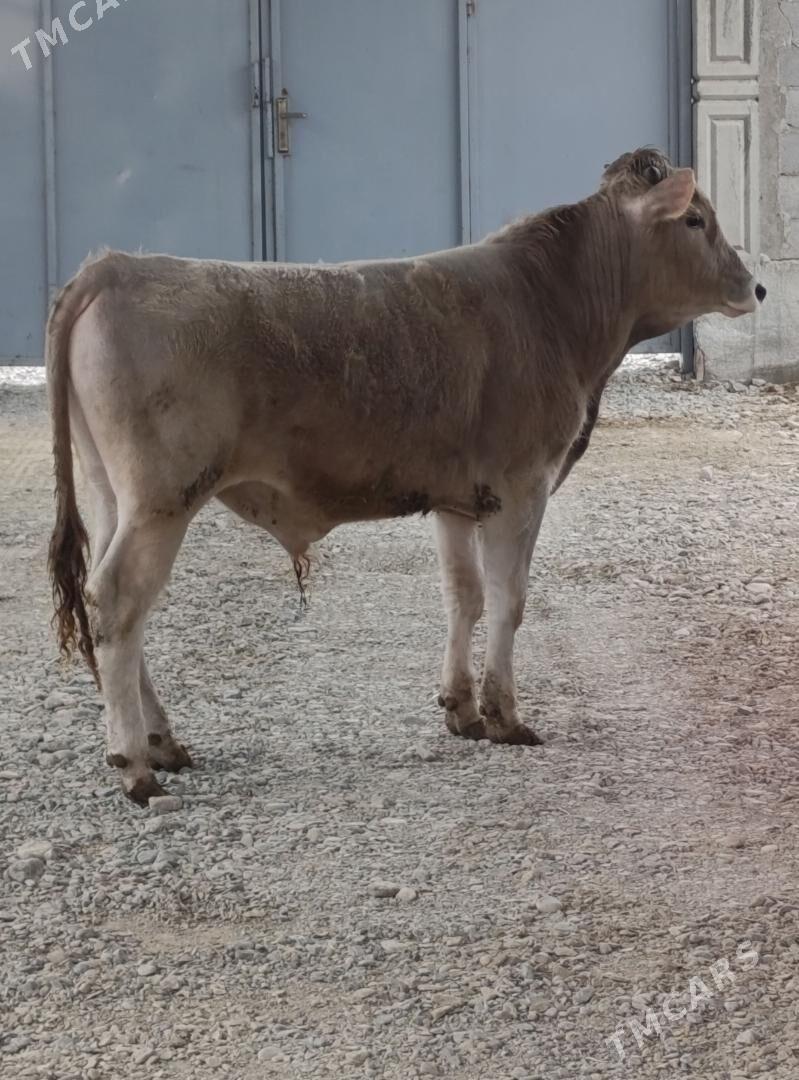 Öküz - Gökdepe - img 1