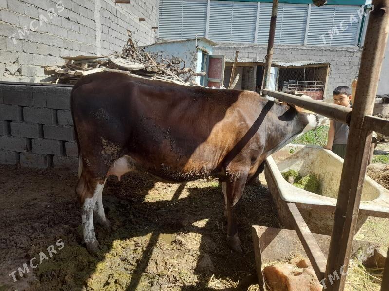 bogaz sygyr - Гёкдже - img 1