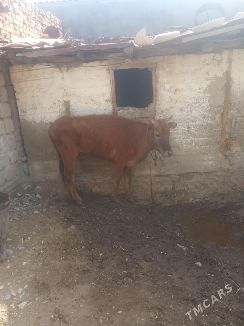 gysyr sygyr hem oküz semiz - Gyzylarbat - img 1