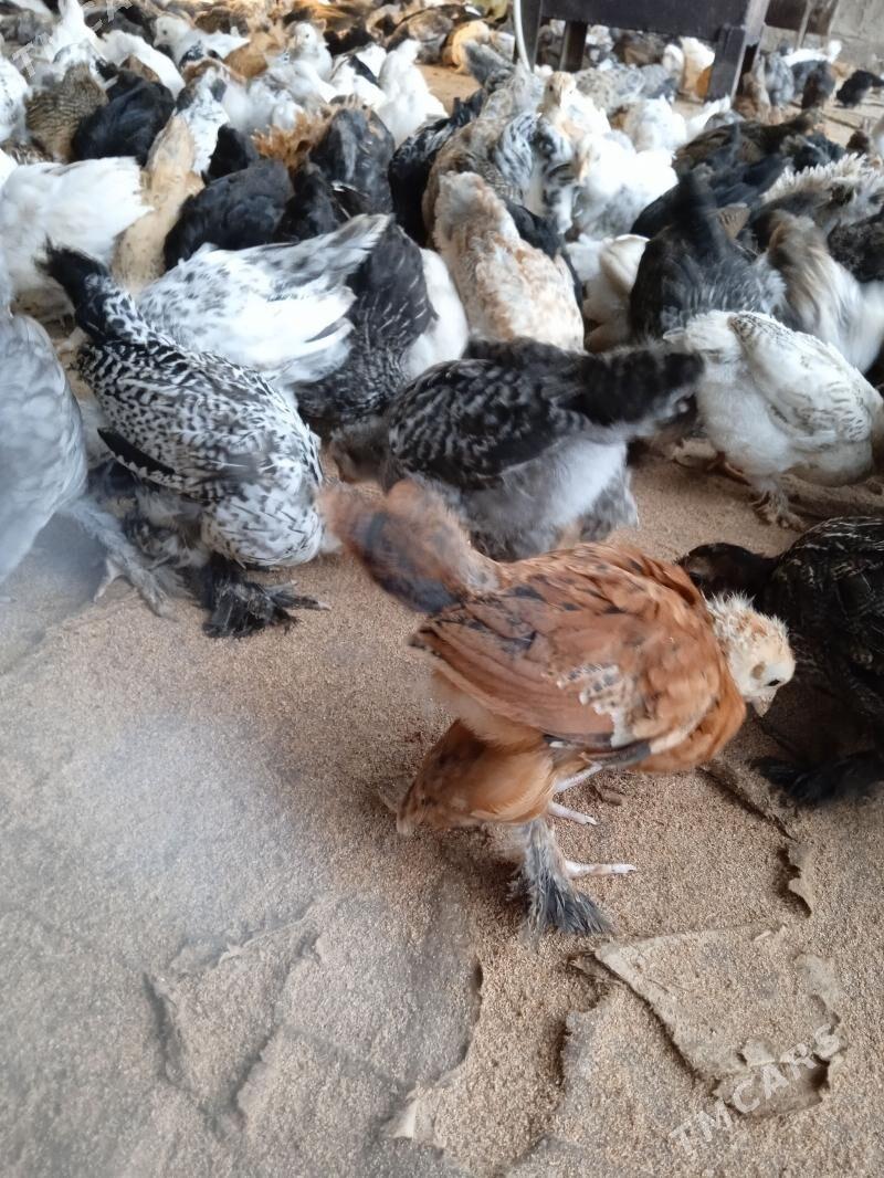 juyje - Туркменгала - img 1