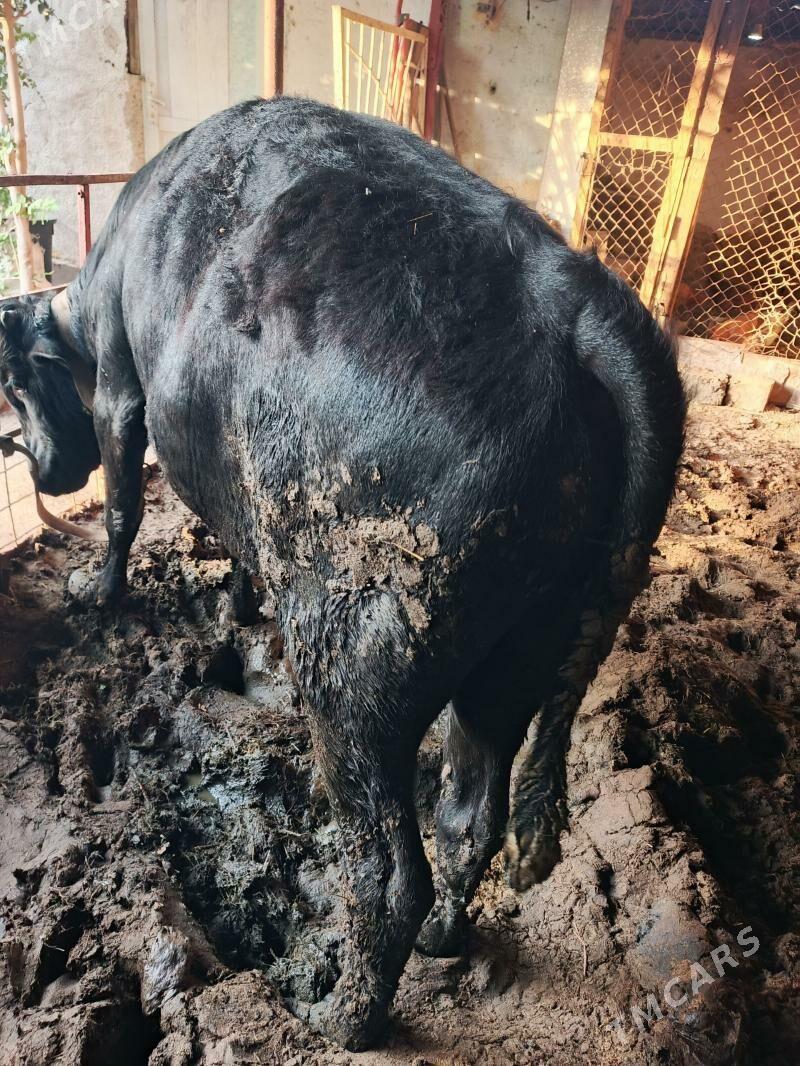 öküz bakymda duran - Хитровка - img 1