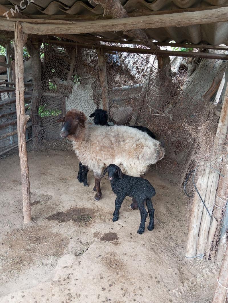 Goyun guzuly - Sakarçäge - img 1