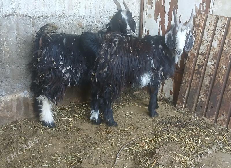 geci - Gökdepe - img 1