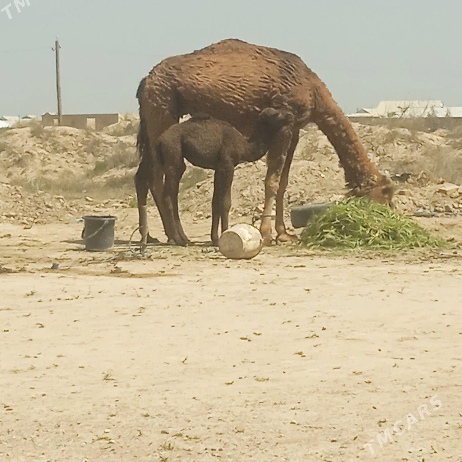 duye kosekli. - Baýramaly - img 1