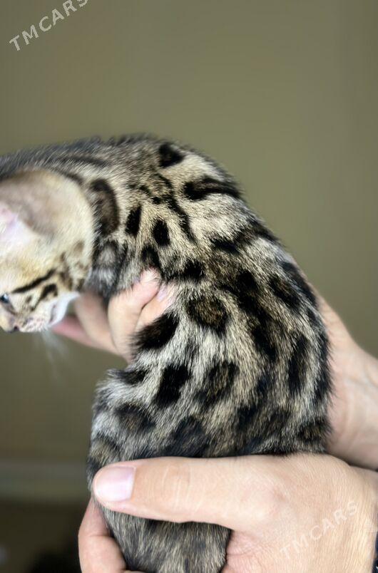 бенгальский котенок - Aşgabat - img 1