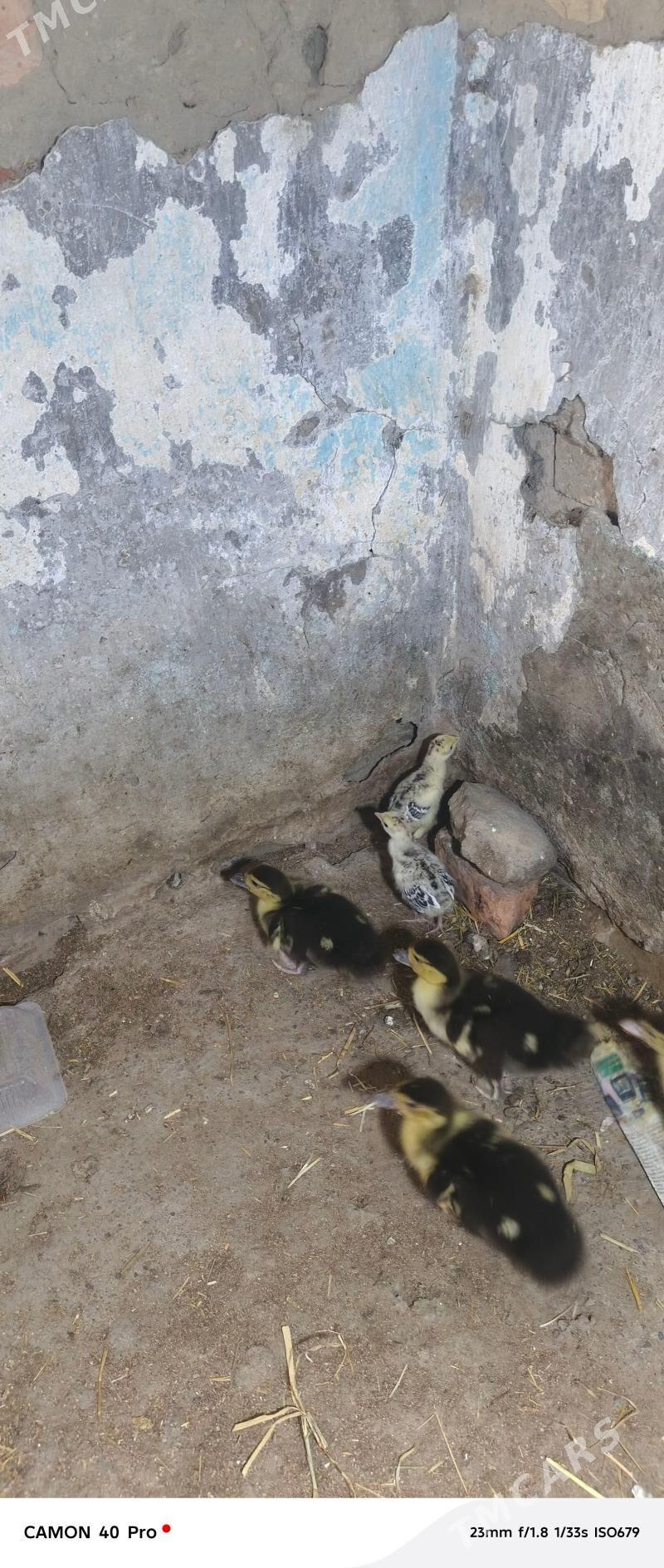 induk juje - Bäherden - img 1