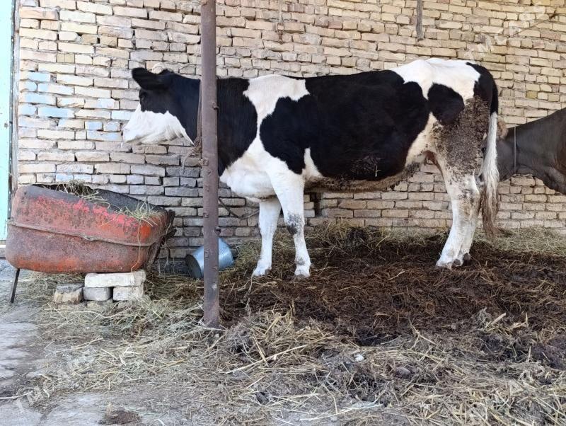 arassa gibrit boğaz - Çärjew - img 1