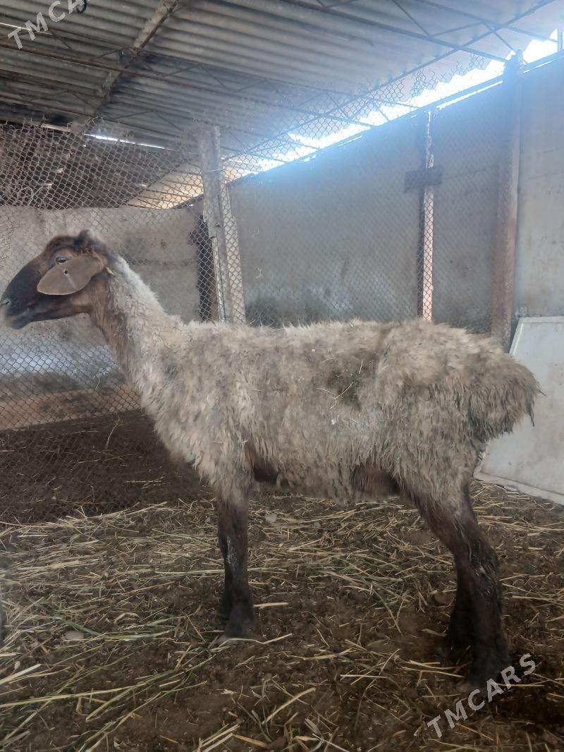 goÿun - Яшлык - img 1