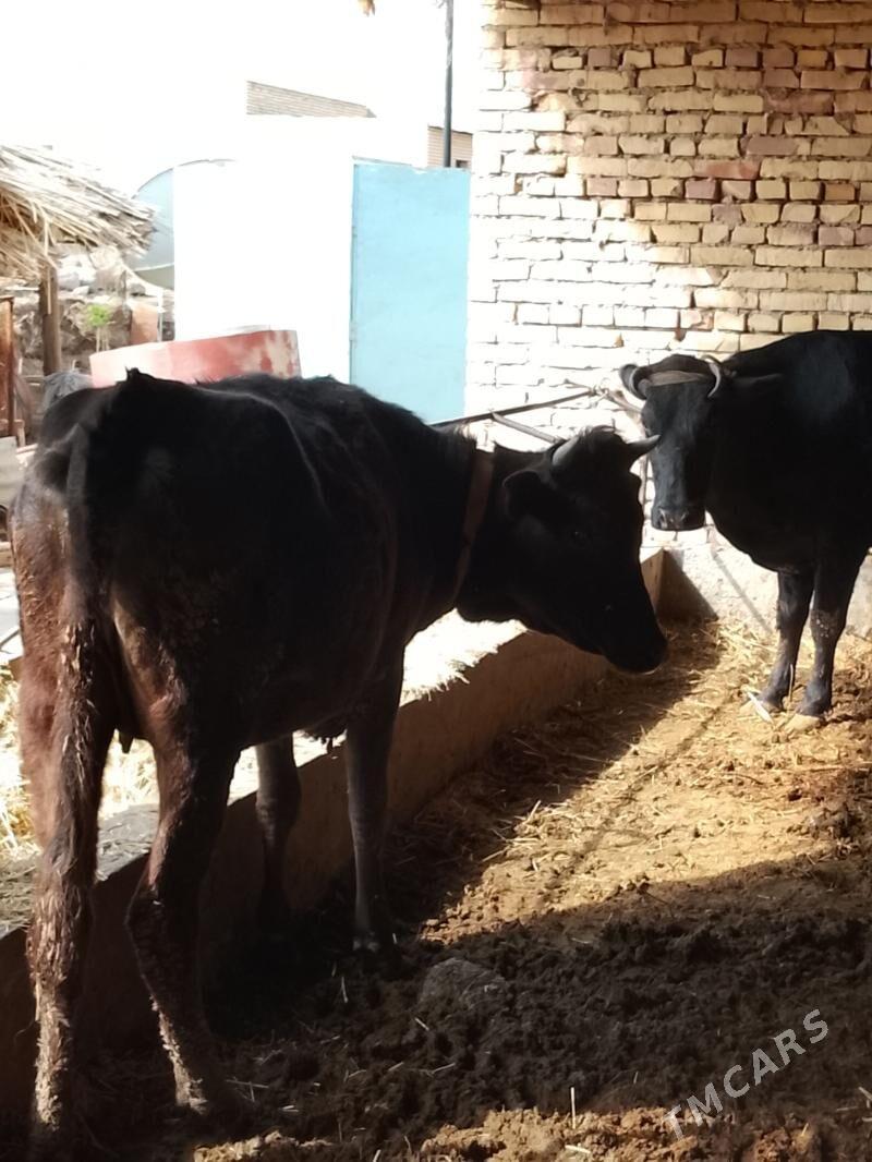 yetik bogaz unajyn - Дянев - img 1