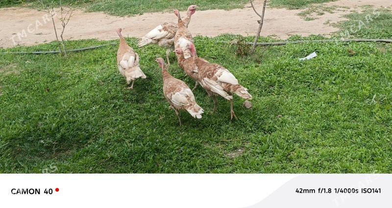 induk - Гёкдже - img 1