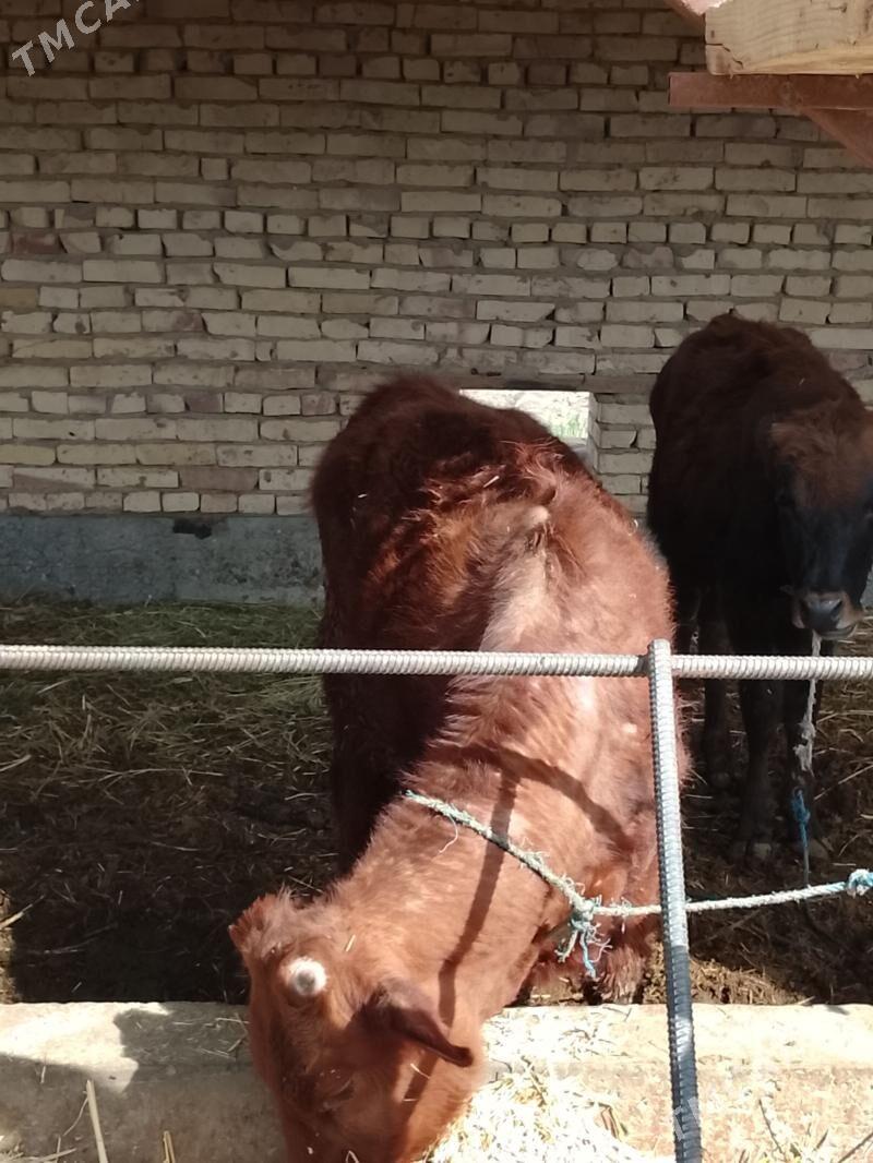 okuzceler - Дянев - img 1