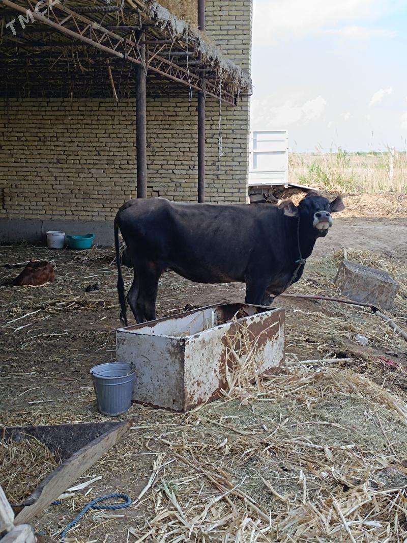 arassa şvet boğaz - Çärjew - img 1