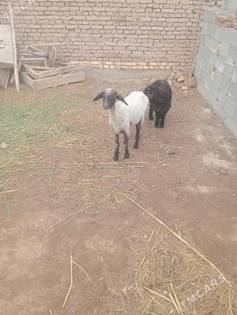 кузули - Шабатский этрап - img 1