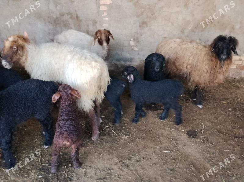 GUZLY GOYUN - Tejen - img 1