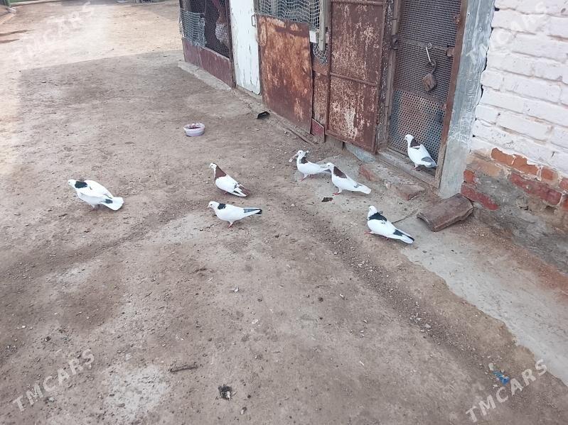 kepderi - Берекет - img 1