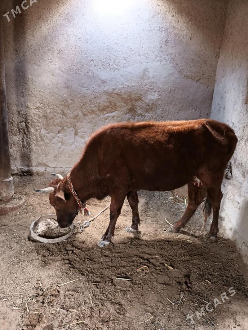 Tanaly sygyr - Гороглы (Тагта) - img 1