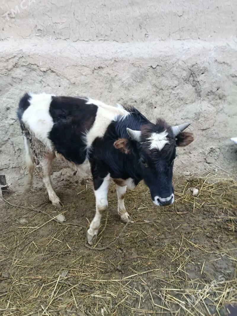 Okuz - Bäherden - img 1