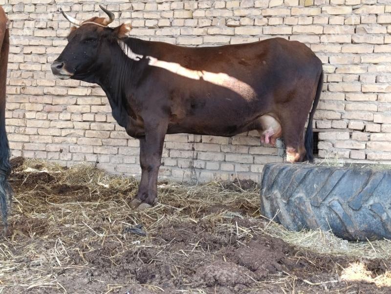 шветт - Çärjew - img 1