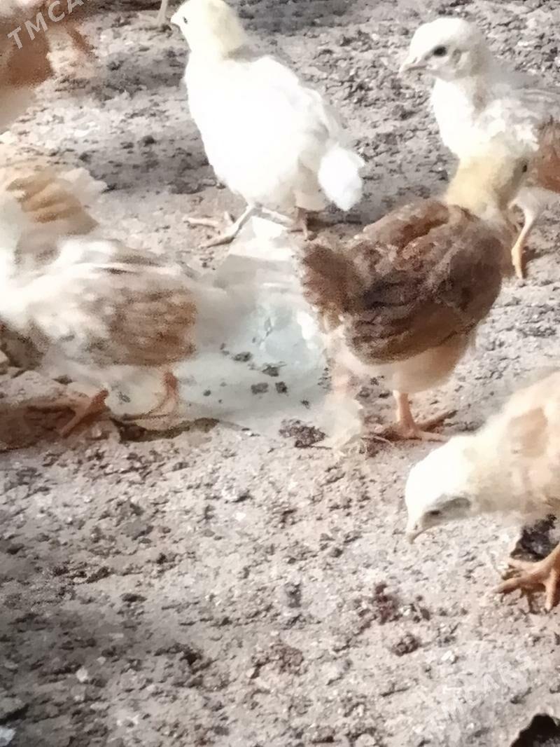 towuk juje - Бахарден - img 1