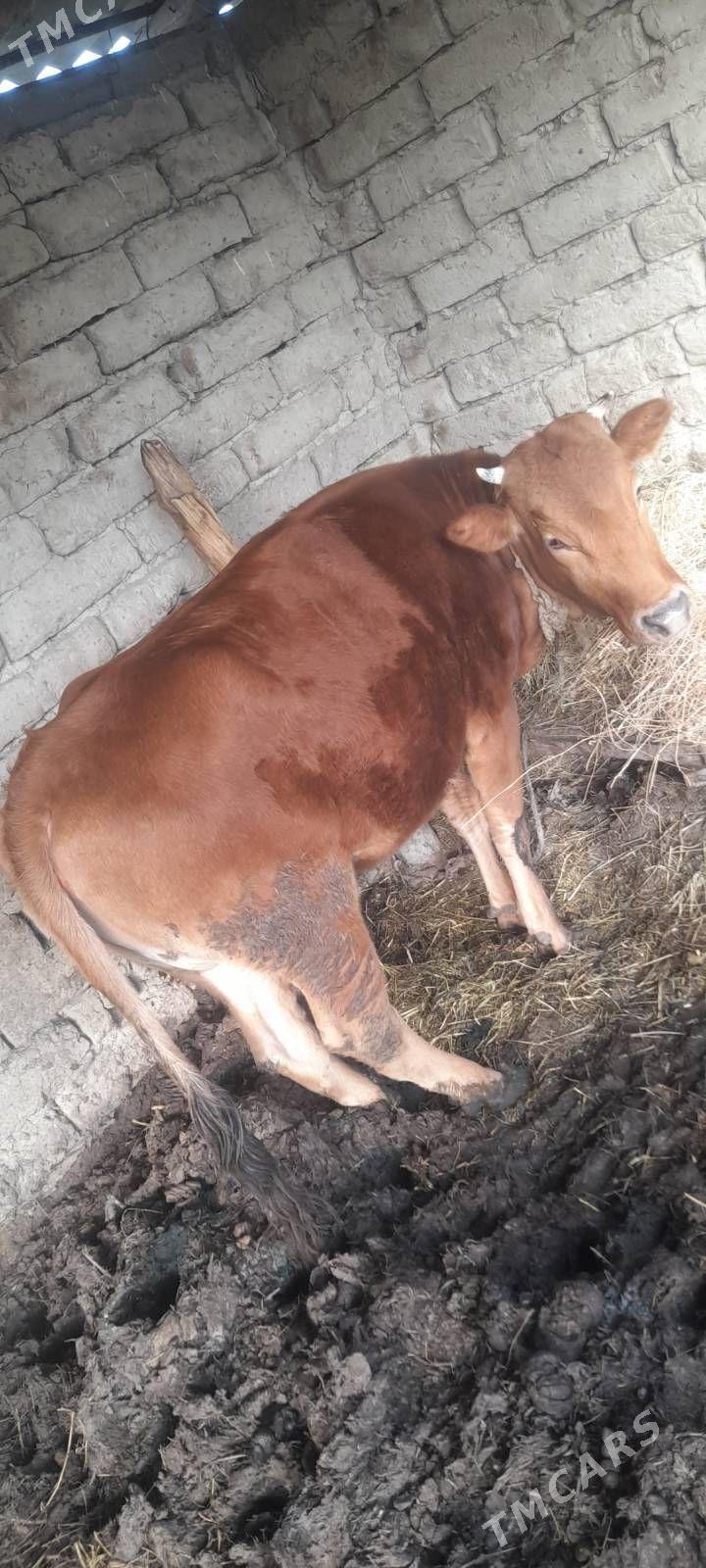 gole tuwe bakylan - Гёкдепе - img 1