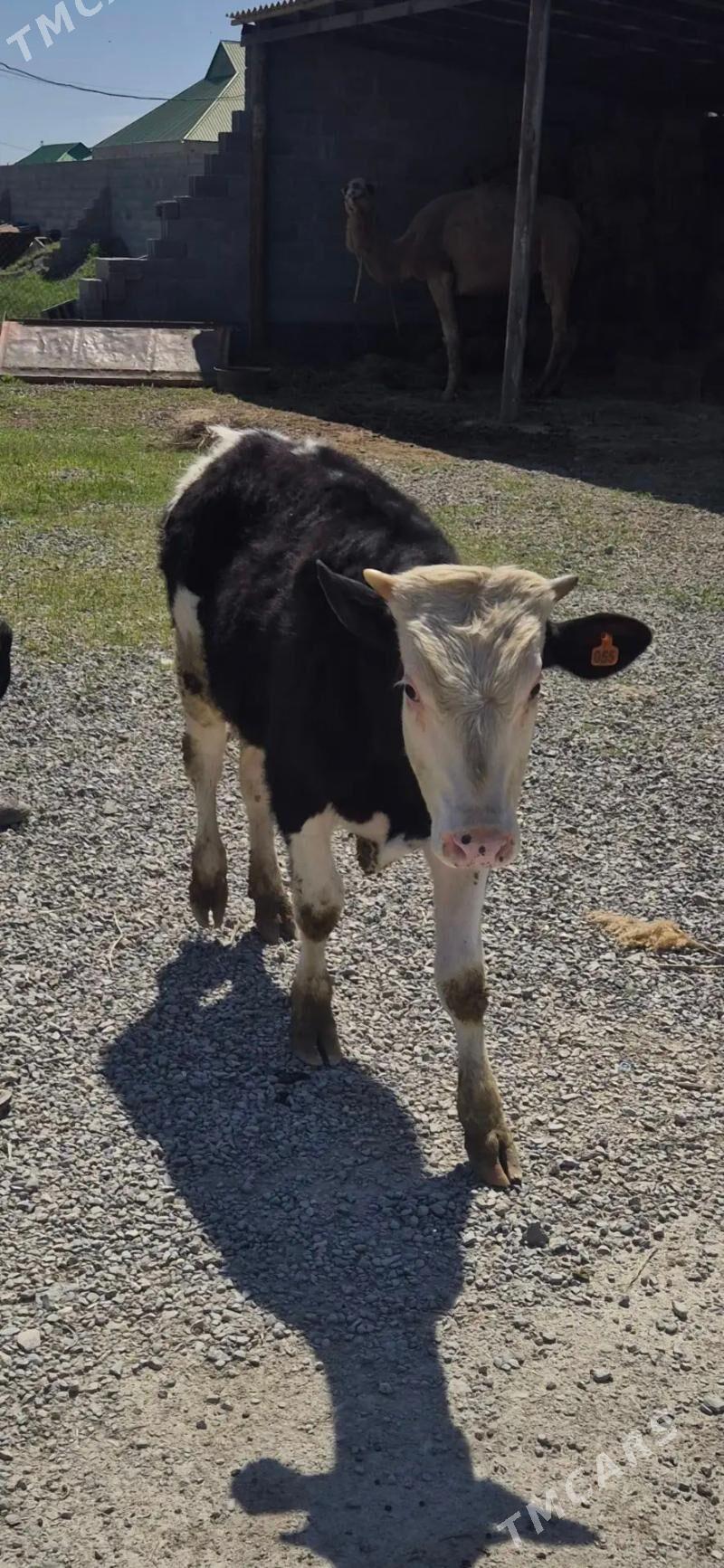 okuz - Bäherden - img 1