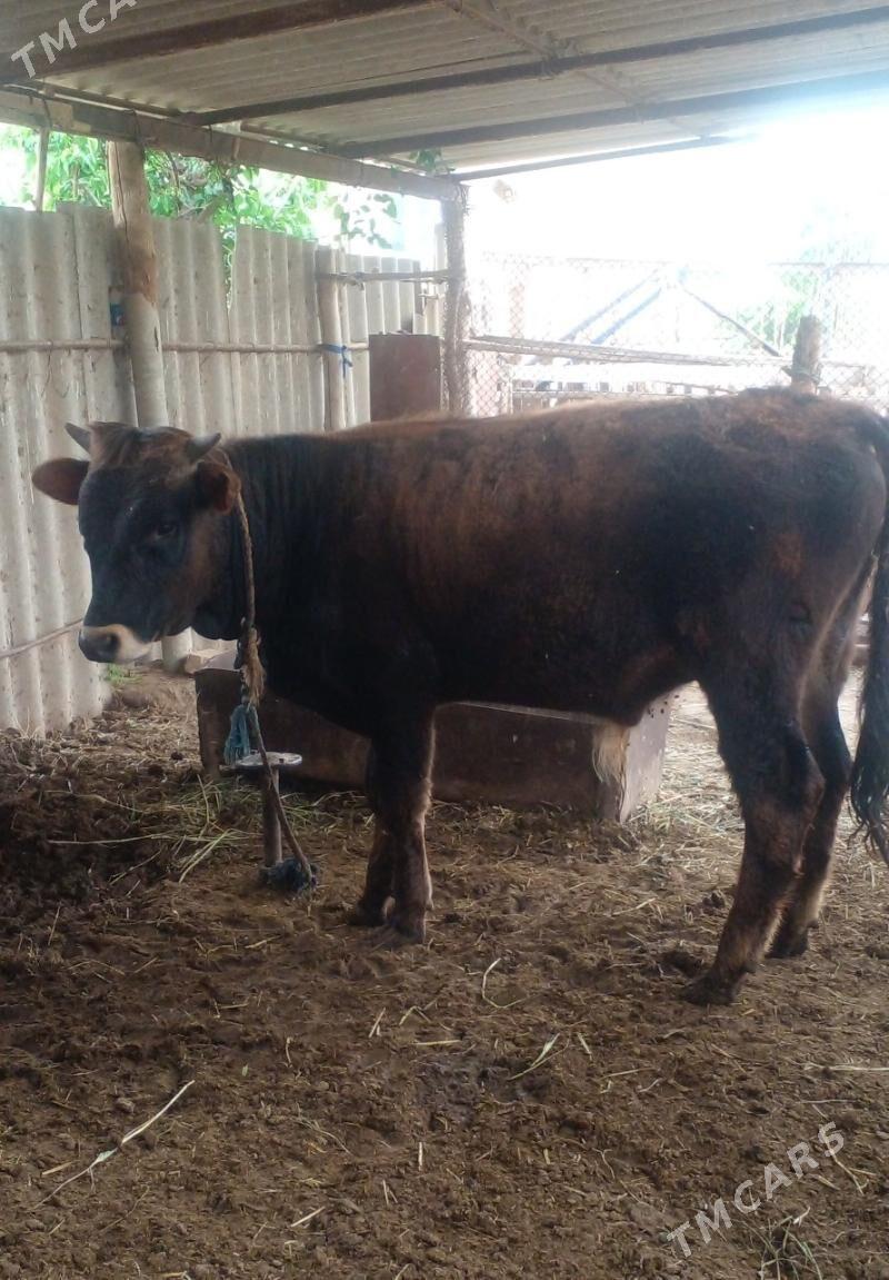 Õküz - Бабадайхан - img 1