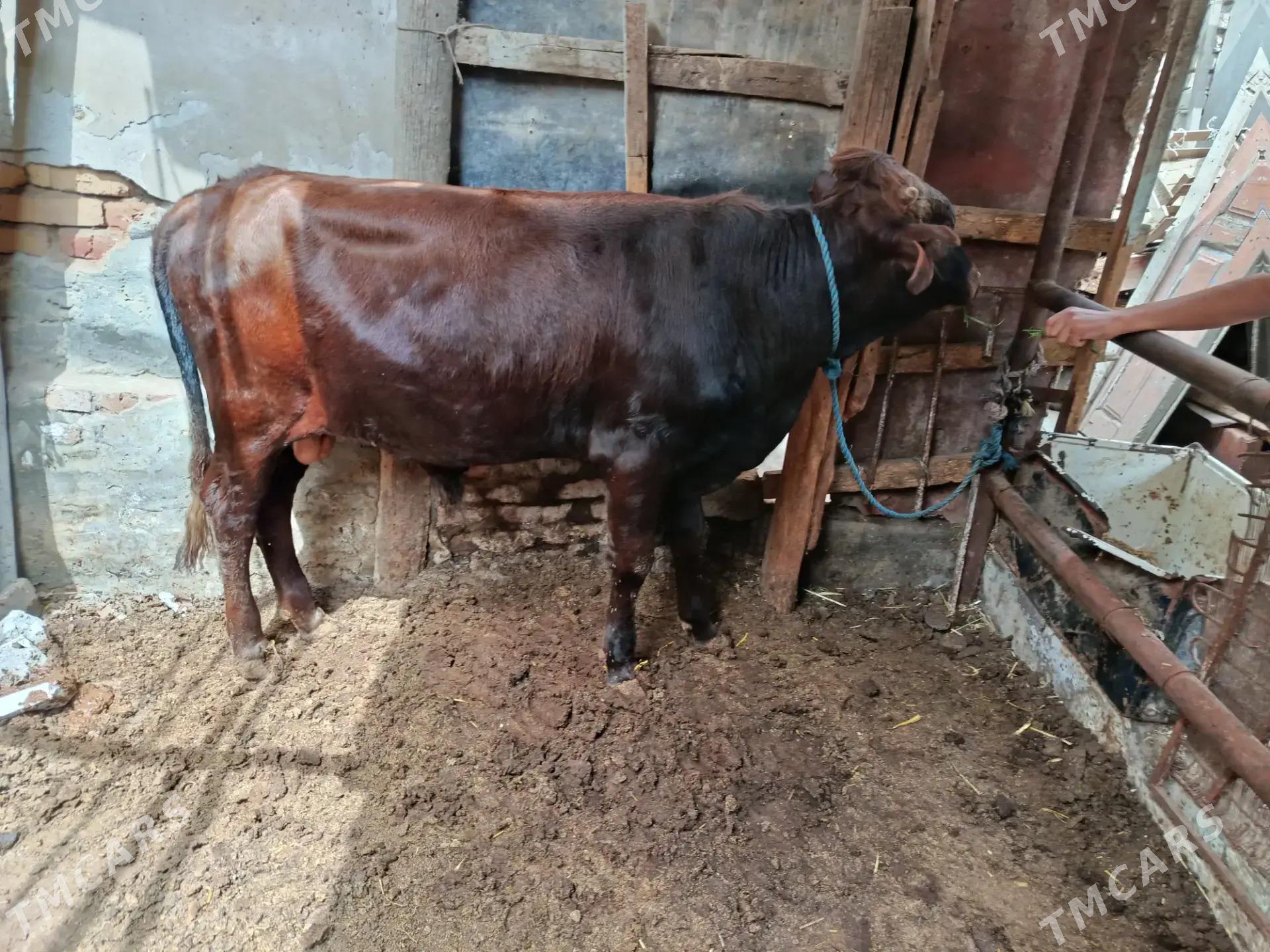 2 sany öküz - Türkmenabat - img 1