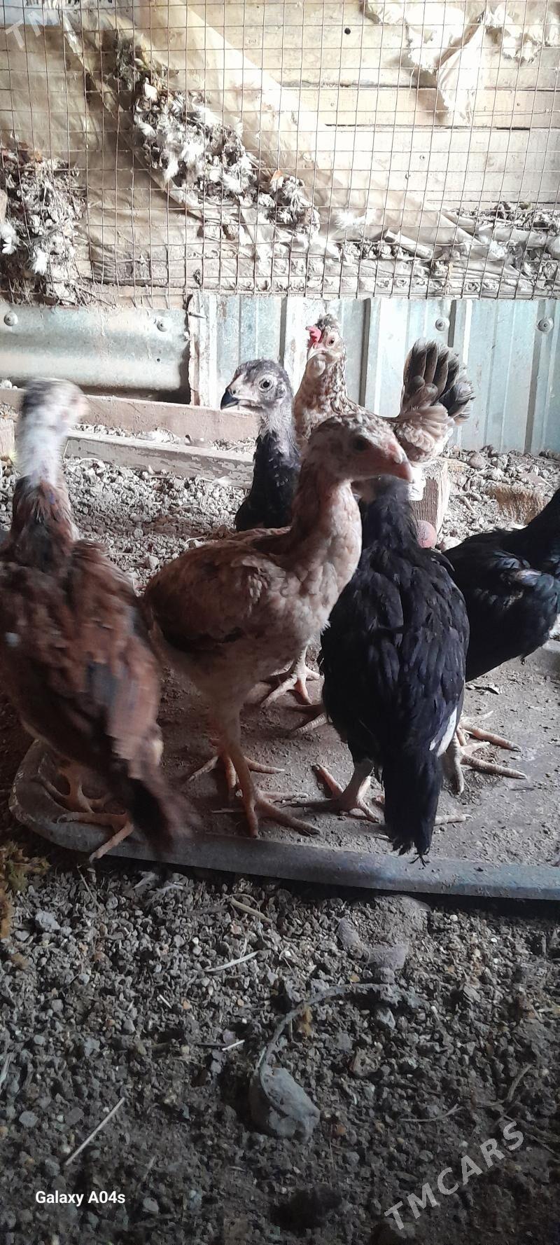 jüÿje paroda - Векильбазар - img 1