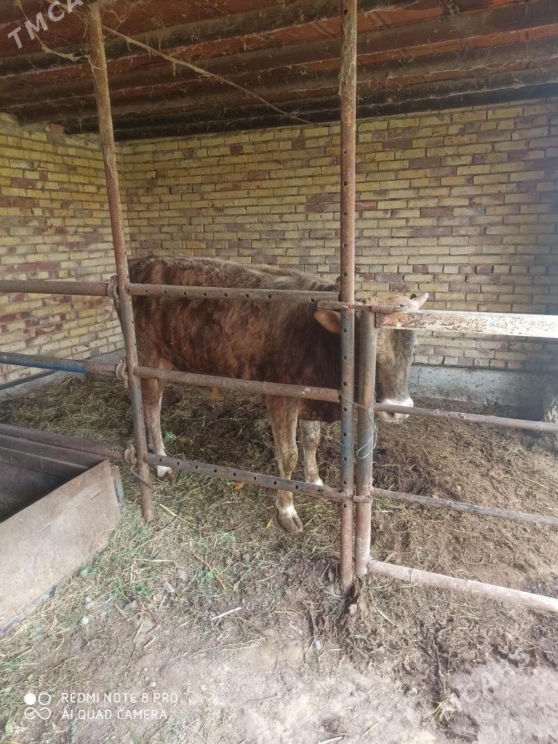 окуз - Sakarçäge - img 1