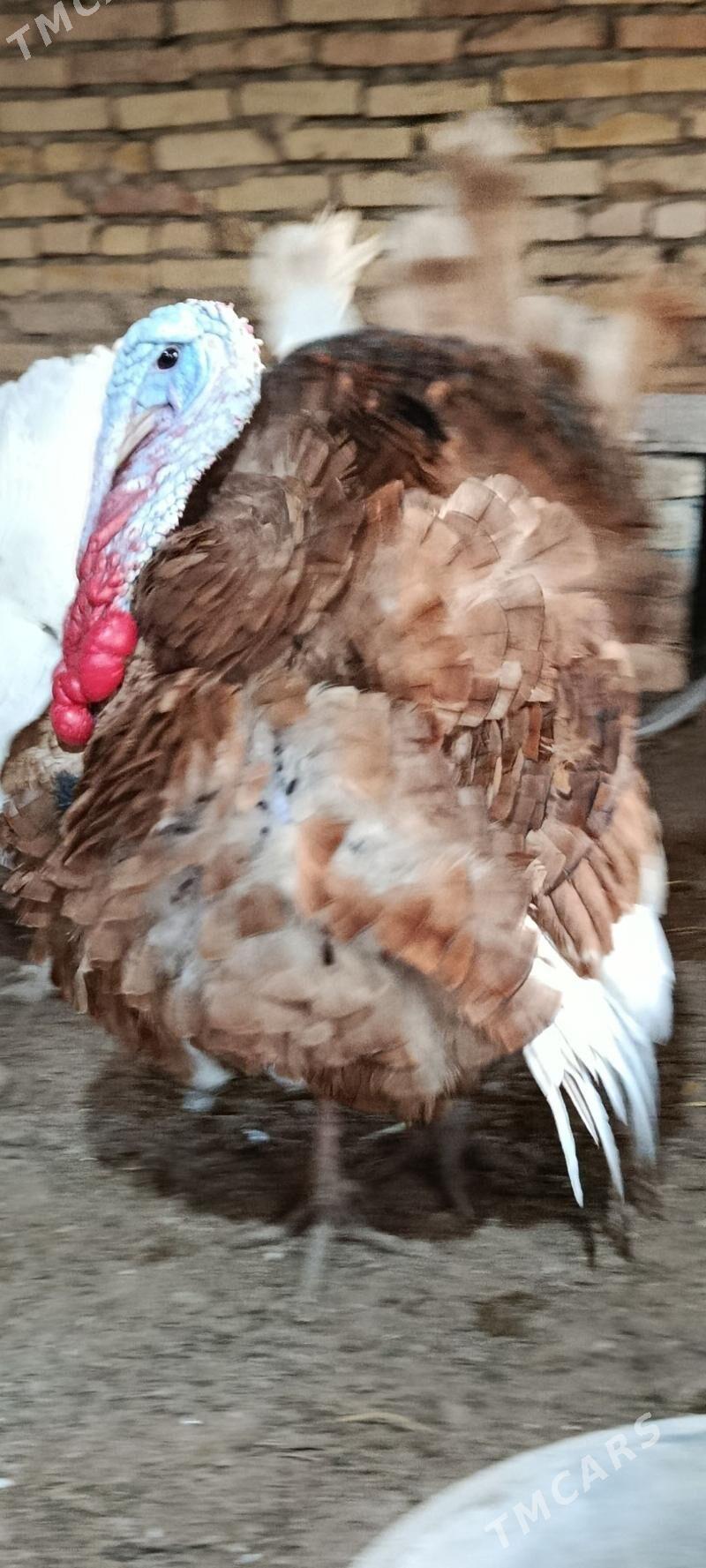 GYZYL HORAZ INDUK. - Türkmenabat - img 1