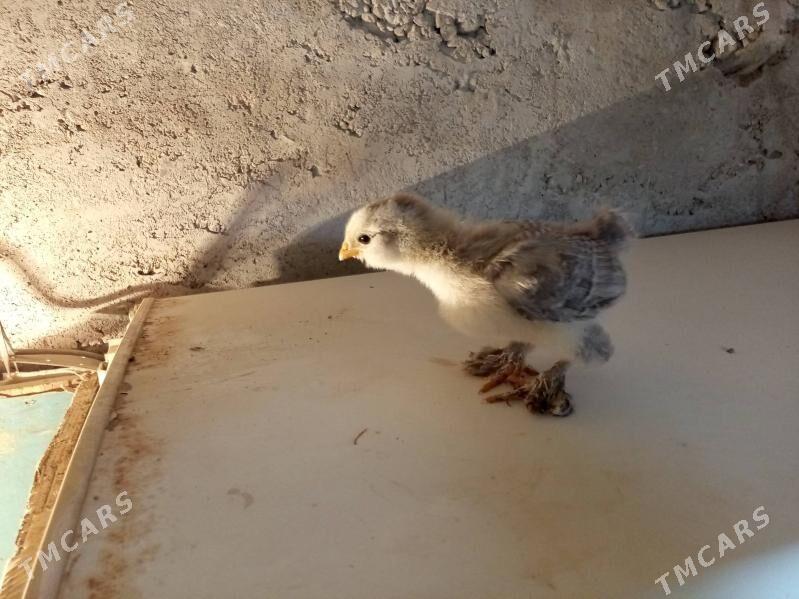 brama juyje - Балканабат - img 1