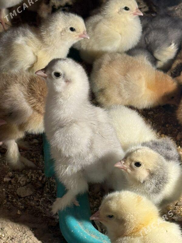 brama juyje - Хитровка - img 1