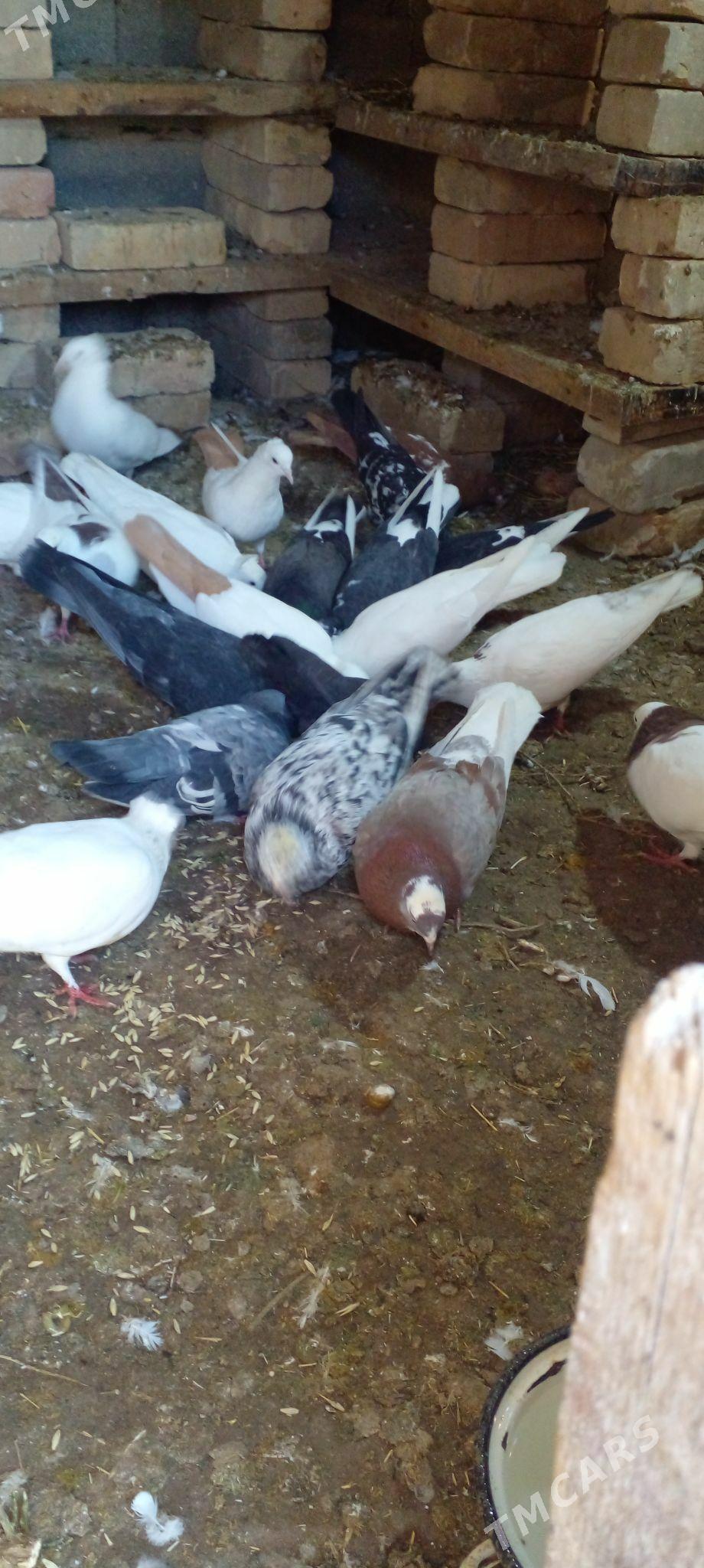 кепдери - Анев - img 1