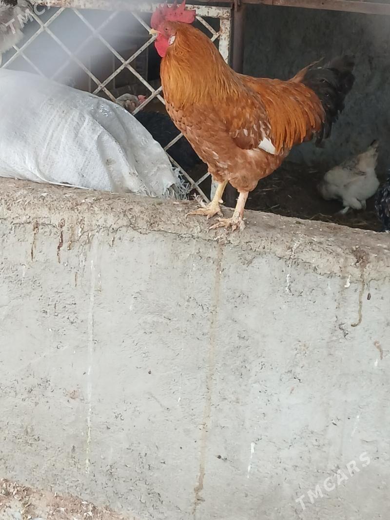 horaz - Aşgabat - img 1