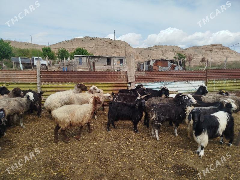 Goyun Geci - Эсенгулы - img 1