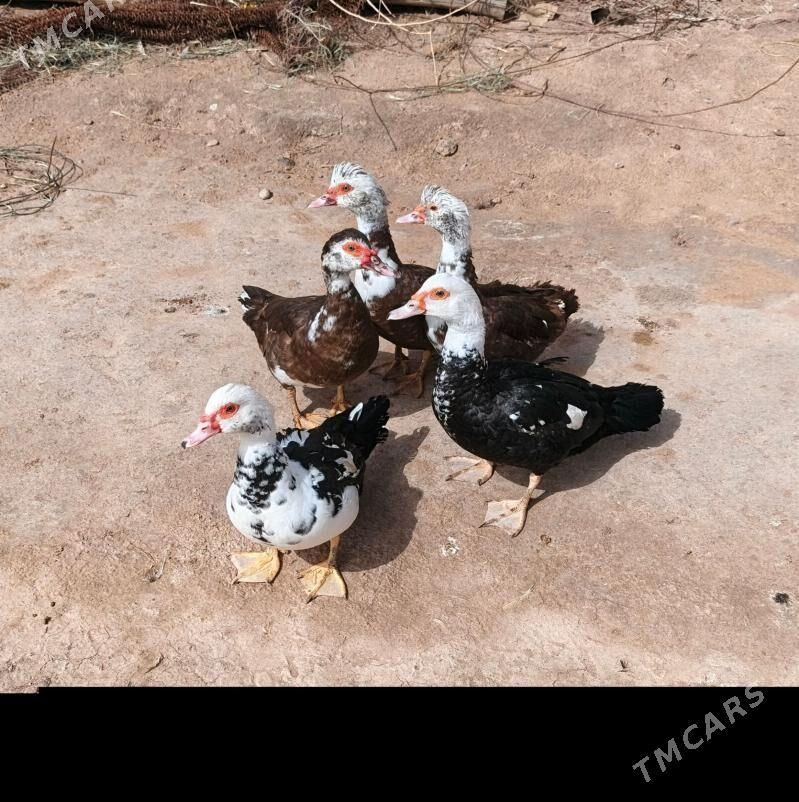 indautga - Теджен - img 1