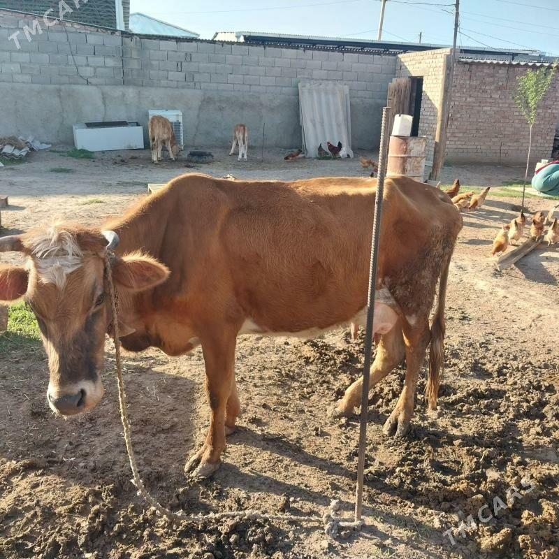 сыгыр - Бахарден - img 1