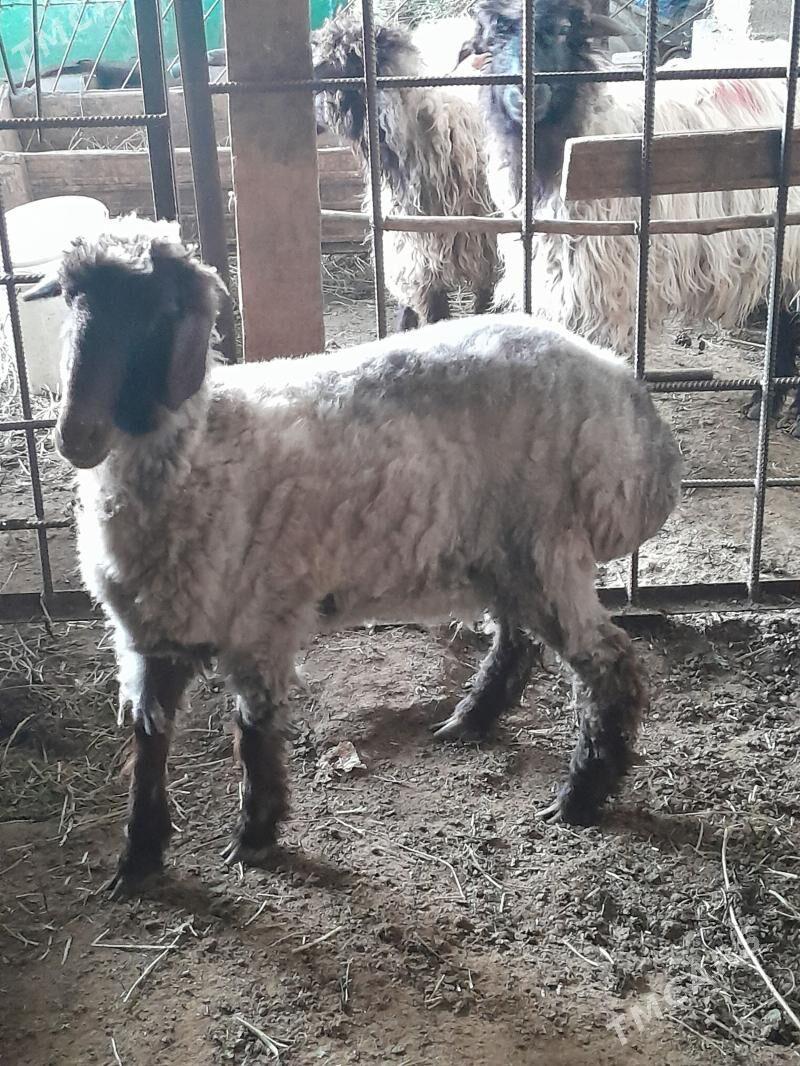 Goyun - Ашхабад - img 1