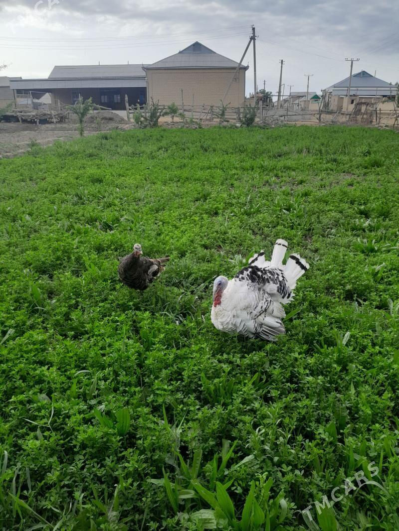 induk - Mary - img 1