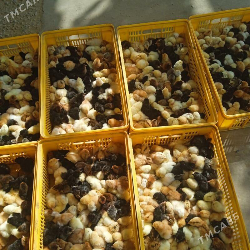 месни жуже - Sakar - img 1