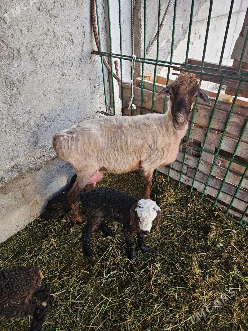 goýun - Балканабат - img 1