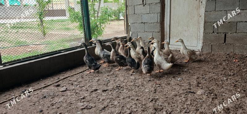 Ordek gak gak - Bagyr - img 1