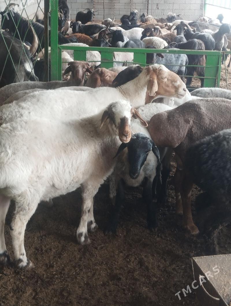 goÿun geçi - Гарадамак - img 1