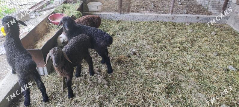 guzy - Ýalkym - img 1