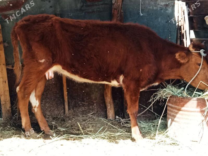 inek - Çärjew - img 1