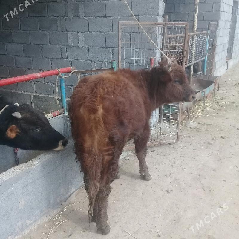 okuz - Babadaýhan - img 1