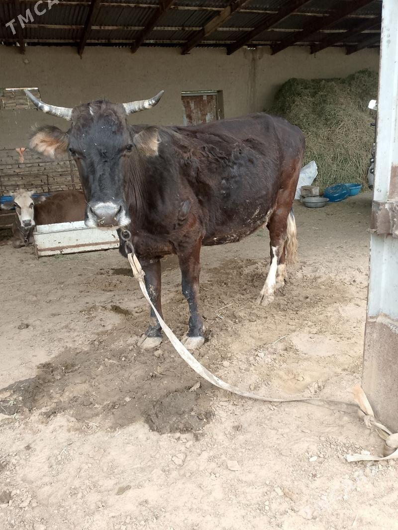 göleli sygyr - Sakarçäge - img 1