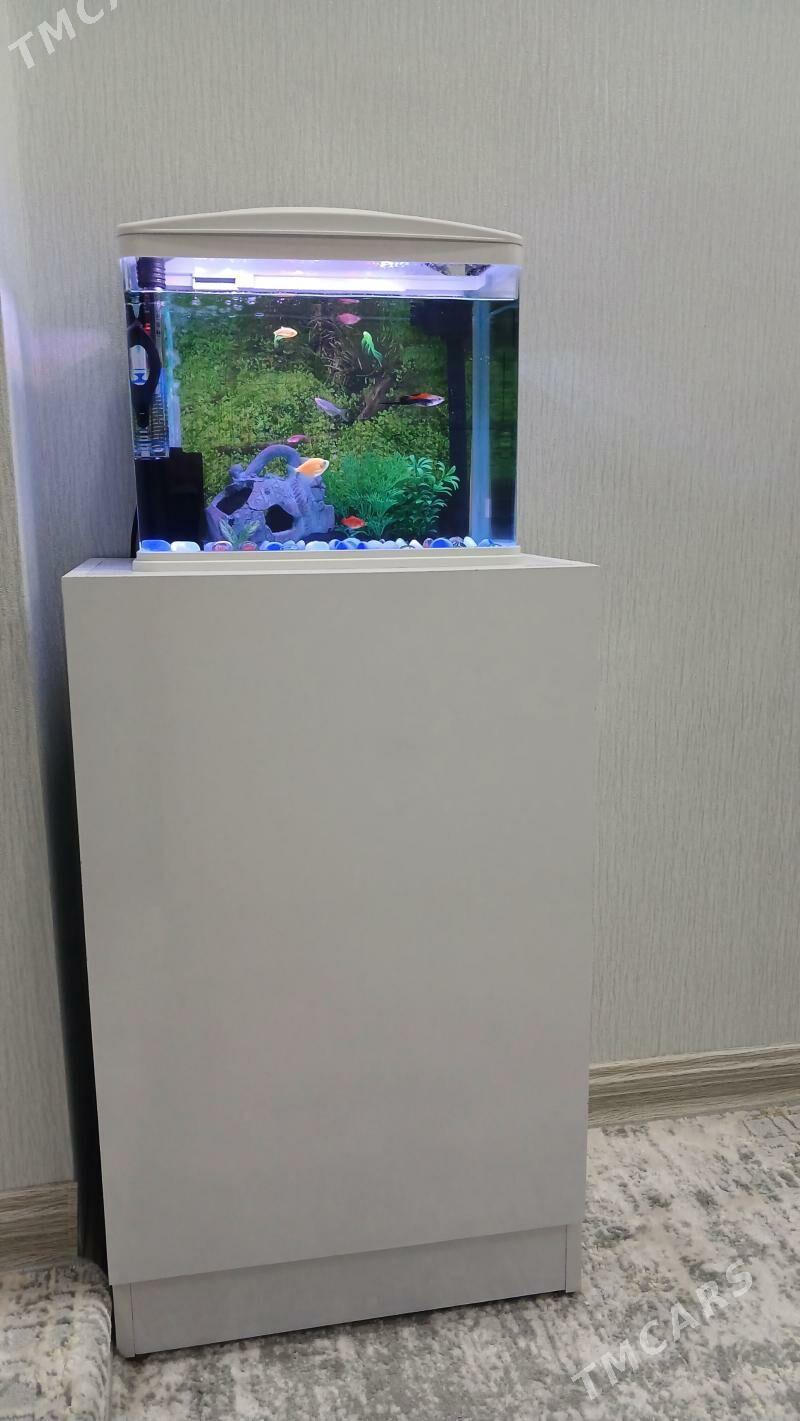 akwarium zawodskoy аквариум - Aşgabat - img 1