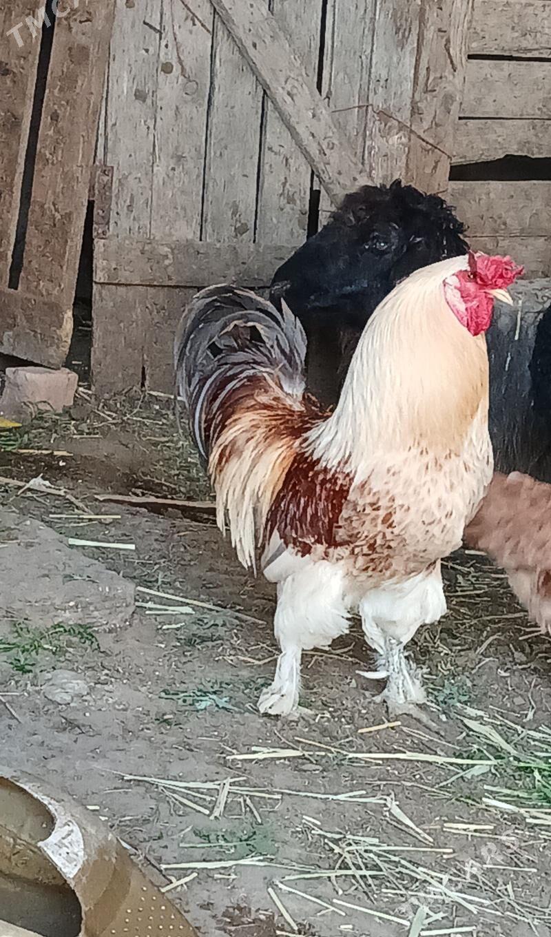 horaz - Ашхабад - img 1