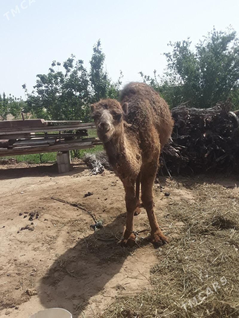 torum - Бабадайхан - img 1